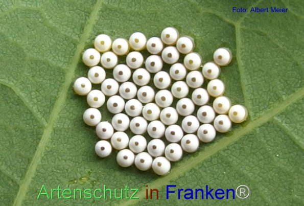 Copyright AiF - Albert Meier Bild zum Eintrag (77341-160)