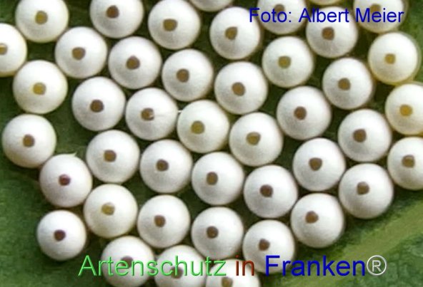 Copyright AiF - Albert Meier Bild zum Eintrag (77342-160)