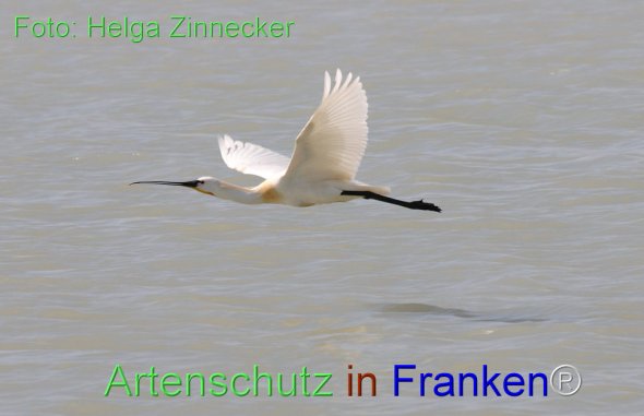 Bild zum Eintrag (77440-160)