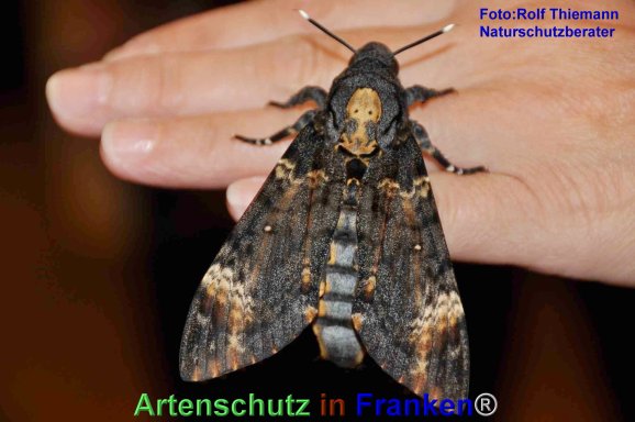Copyright AiF Rolf Thiemann Bild zum Eintrag (77506-160)