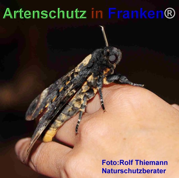 Copyright AiF Rolf Thiemann Bild zum Eintrag (77507-160)
