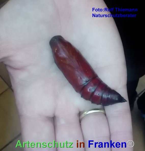 Copyright AiF Rolf Thiemann Bild zum Eintrag (77512-160)