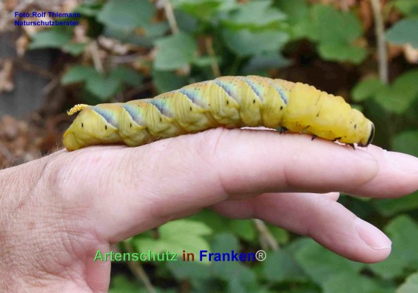 Copyright AiF Rolf Thiemann Bild zum Eintrag (77513-160)