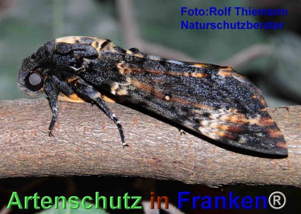 Copyright AiF Rolf Thiemann Bild zum Eintrag (77515-160)