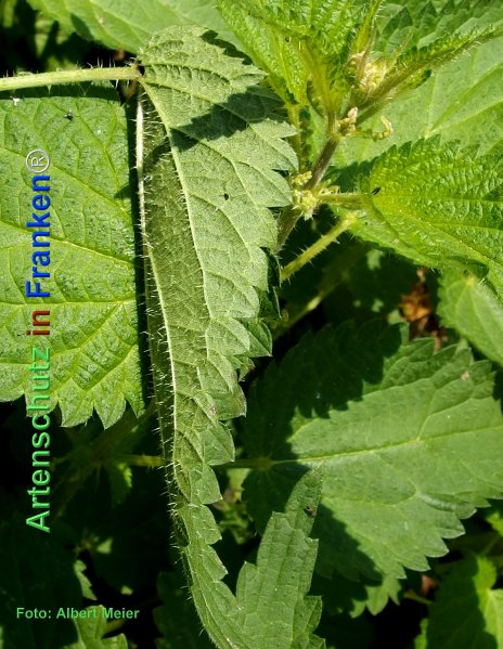 Copyright AiF - Albert Meier Bild zum Eintrag (77564-160)