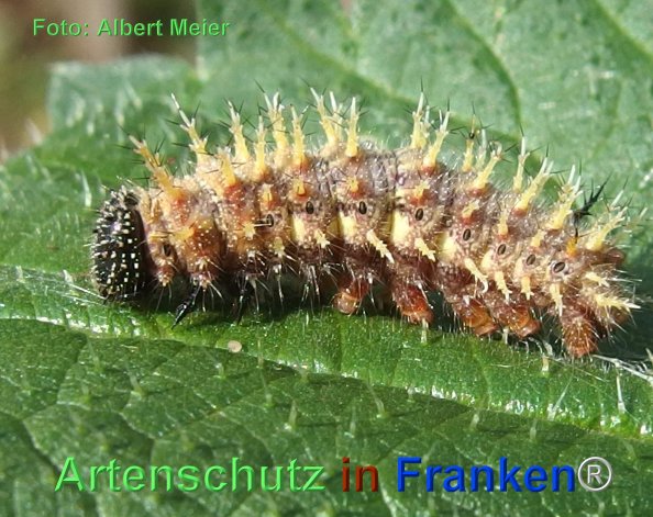 Copyright AiF - Albert Meier Bild zum Eintrag (77565-160)