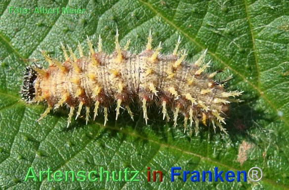 Copyright AiF - Albert Meier Bild zum Eintrag (77566-160)