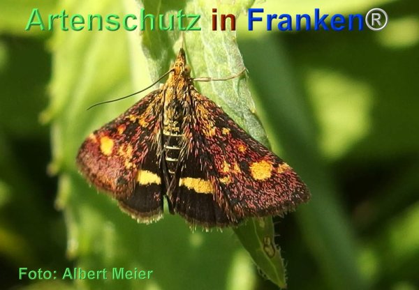 Copyright AiF - Albert Meier Bild zum Eintrag (77648-160)