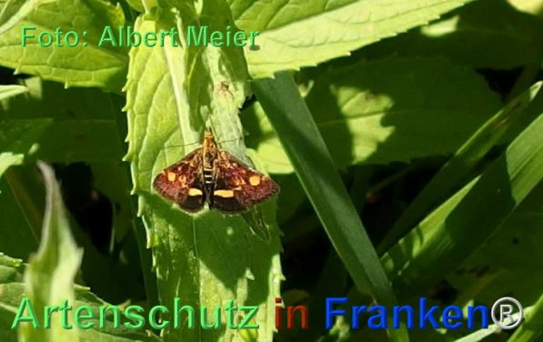 Copyright AiF - Albert Meier Bild zum Eintrag (77649-160)