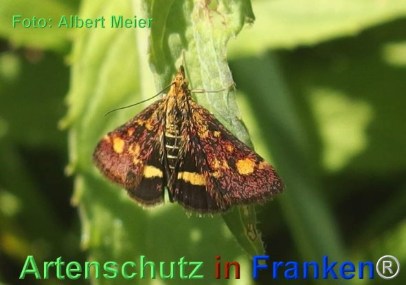 Copyright AiF - Albert Meier Bild zum Eintrag (77650-160)