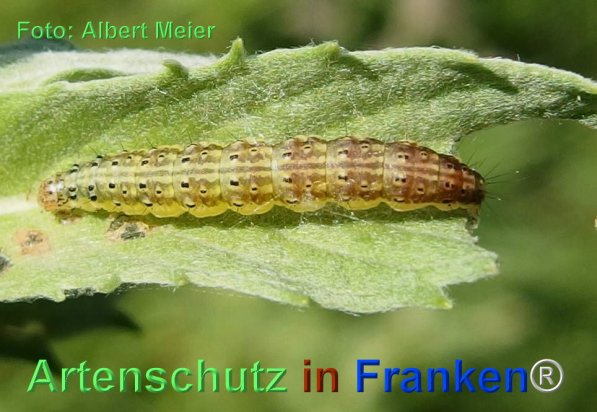 Copyright AiF - Albert Meier Bild zum Eintrag (77652-160)