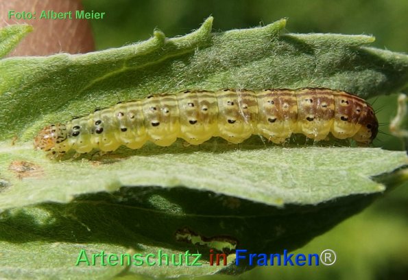 Copyright AiF - Albert Meier Bild zum Eintrag (77653-160)