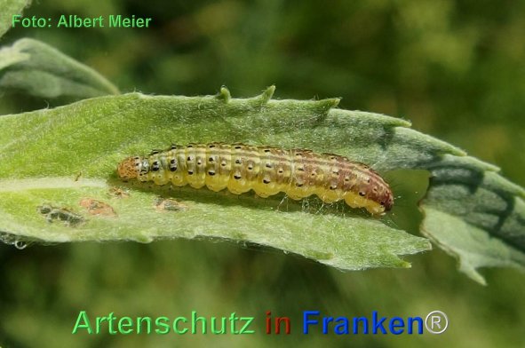 Copyright AiF - Albert Meier Bild zum Eintrag (77654-160)