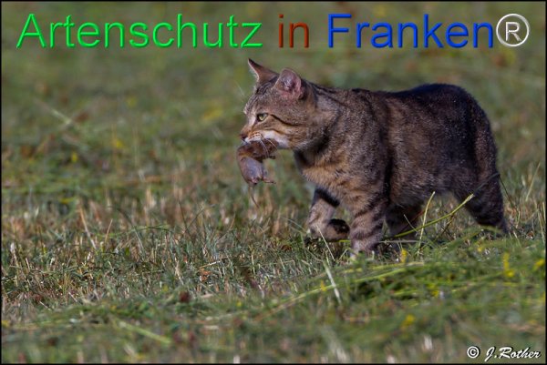 Bild zum Eintrag (77810-160)