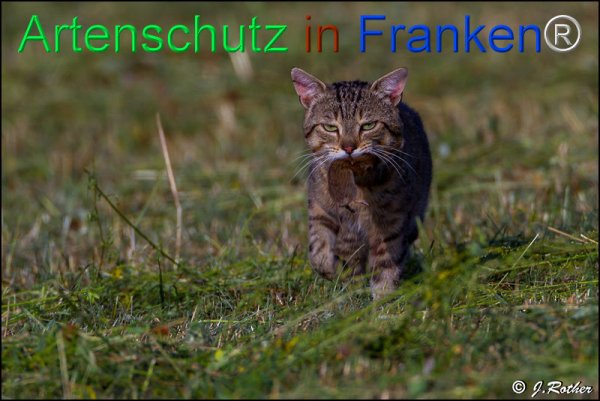 Bild zum Eintrag (77813-160)