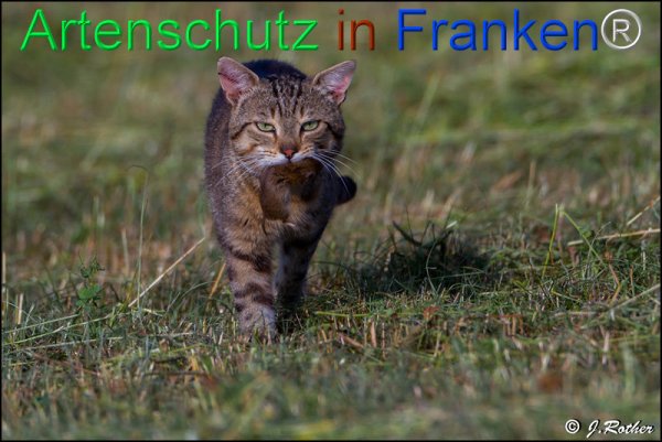 Bild zum Eintrag (77814-160)