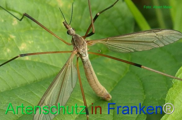 Copyright AiF - Albert Meier Bild zum Eintrag (77860-160)