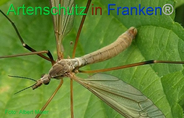 Copyright AiF - Albert Meier Bild zum Eintrag (77861-160)