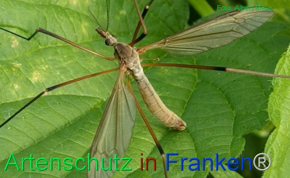Bild zum Eintrag (77863-160)