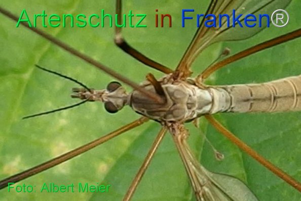 Bild zum Eintrag (77864-160)