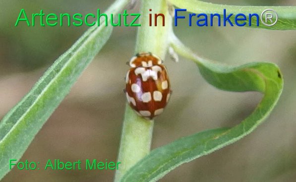 Copyright AiF - Albert Meier Bild zum Eintrag (77868-160)