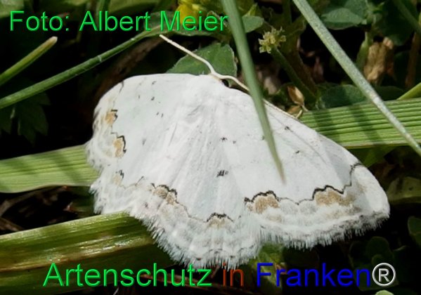 Copyright AiF - Albert Meier Bild zum Eintrag (77944-160)