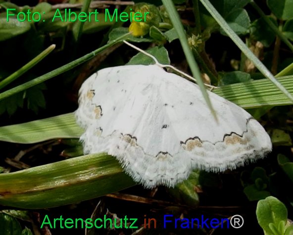 Copyright AiF - Albert Meier Bild zum Eintrag (77945-160)