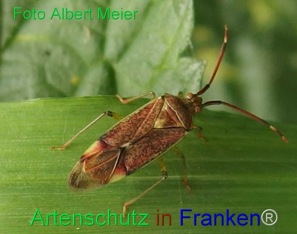 Copyright AiF - Albert Meier Bild zum Eintrag (77990-160)