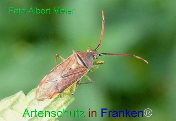 Copyright AiF - Albert Meier Bild zum Eintrag (77991-160)