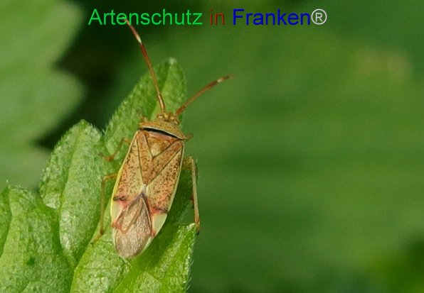 Copyright AiF - Albert Meier Bild zum Eintrag (77992-160)
