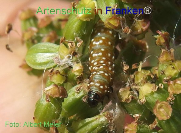 Copyright AiF - Albert Meier Bild zum Eintrag (78070-160)