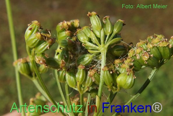 Copyright AiF - Albert Meier Bild zum Eintrag (78071-160)