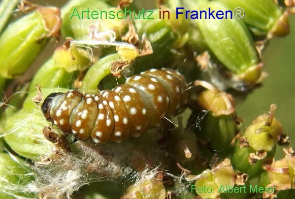 Copyright AiF - Albert Meier Bild zum Eintrag (78072-160)
