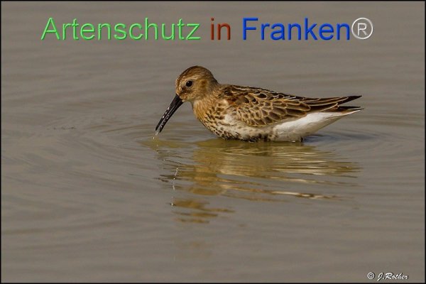 Bild zum Eintrag (78097-160)
