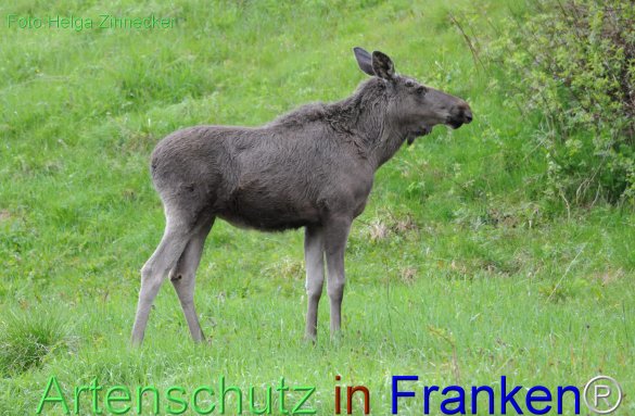 Copyright AiF - Helga Zinnecker Bild zum Eintrag (78216-160)