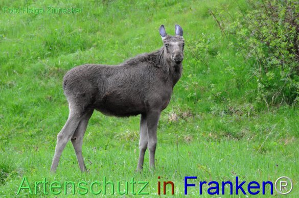 Copyright AiF - Helga Zinnecker Bild zum Eintrag (78217-160)
