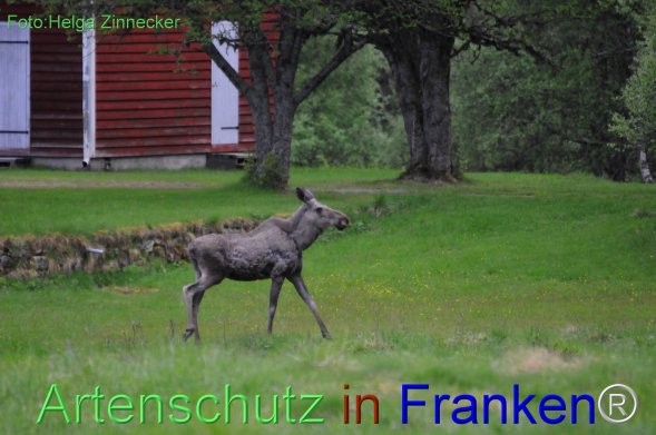 Copyright AiF - Helga Zinnecker Bild zum Eintrag (78220-160)