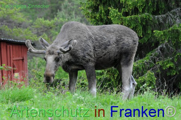 Copyright AiF - Helga Zinnecker Bild zum Eintrag (78222-160)