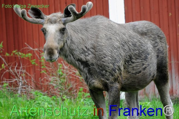 Copyright AiF - Helga Zinnecker Bild zum Eintrag (78223-160)