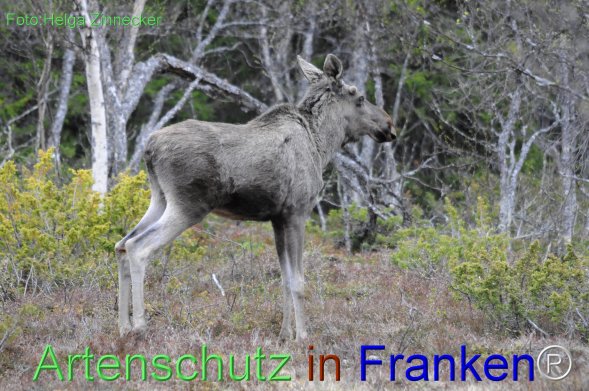 Copyright AiF - Helga Zinnecker Bild zum Eintrag (78224-160)