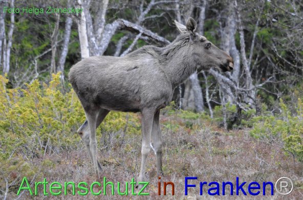 Copyright AiF - Helga Zinnecker Bild zum Eintrag (78225-160)