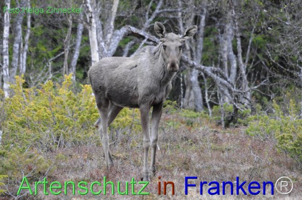 Copyright AiF - Helga Zinnecker Bild zum Eintrag (78226-160)