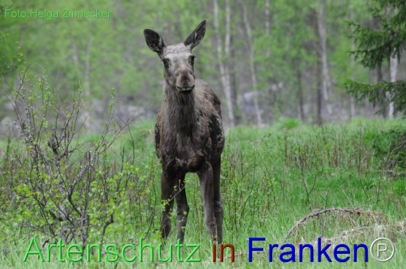Copyright AiF - Helga Zinnecker Bild zum Eintrag (78229-160)