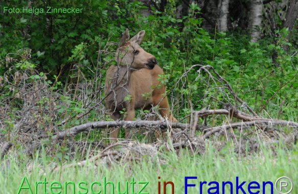 Copyright AiF - Helga Zinnecker Bild zum Eintrag (78230-160)