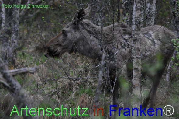 Copyright AiF - Helga Zinnecker Bild zum Eintrag (78231-160)