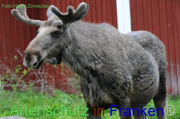 Copyright AiF - Helga Zinnecker Bild zum Eintrag (78232-160)