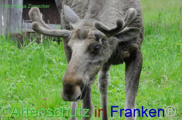 Copyright AiF - Helga Zinnecker Bild zum Eintrag (78234-160)
