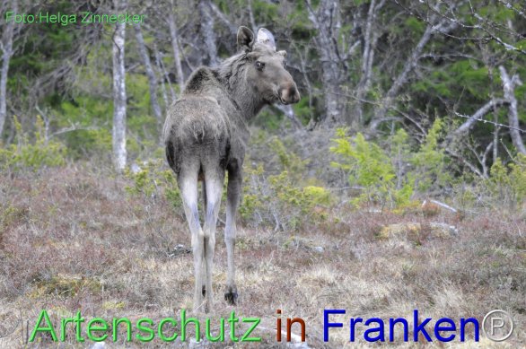 Copyright AiF - Helga Zinnecker Bild zum Eintrag (78240-160)