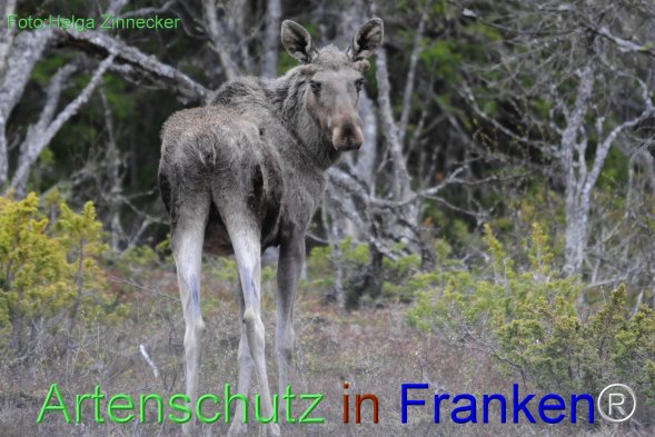 Copyright AiF - Helga Zinnecker Bild zum Eintrag (78241-160)