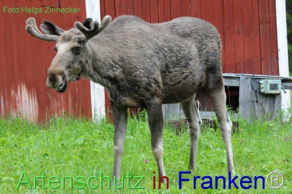 Copyright AiF - Helga Zinnecker Bild zum Eintrag (78247-160)